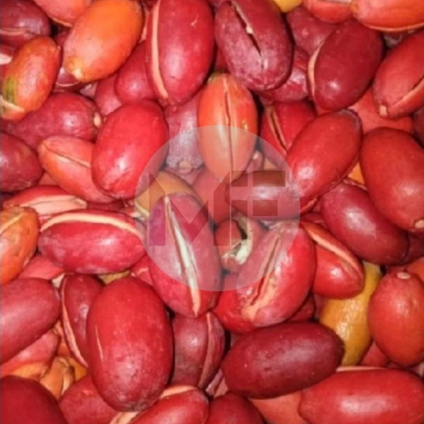 

Kulit Tangkil (Melinjo) Fresh 1kg