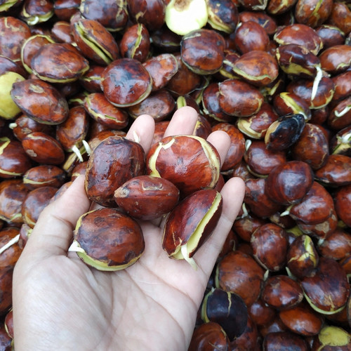 

Jengkol Tua Mentah 1kg - 250gr (Jengkol Rendang)