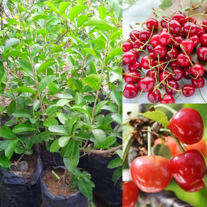 Bibit Buah Cherry Jepang Asli - Rasa Premium untuk Kebun Anda