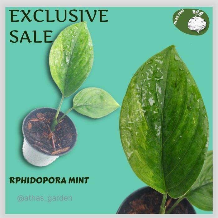 raphidopora varigata