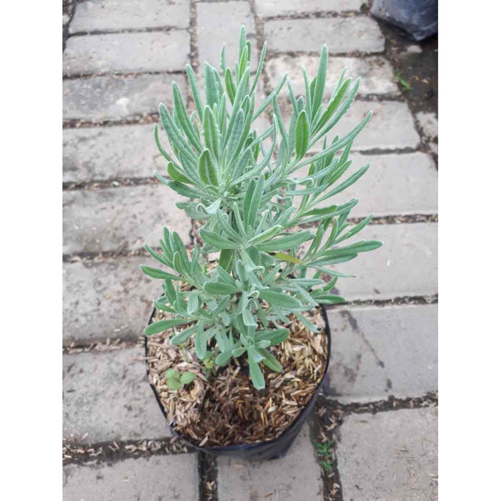 Tanaman Lavender Gold Creek  (Lavandula officinalis)- lavender wangi Asli