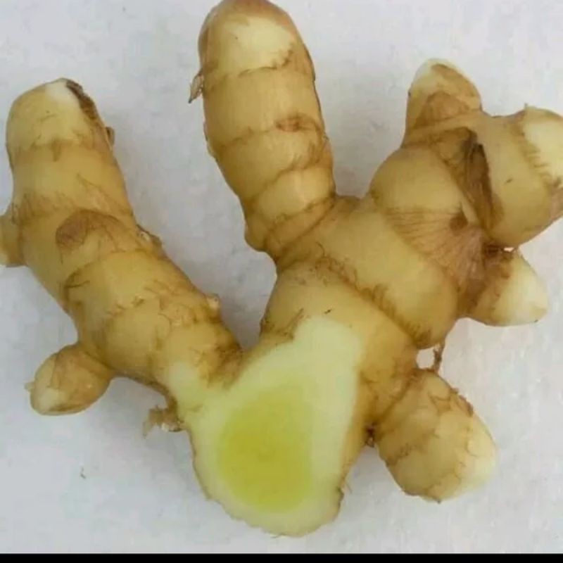 

TEMU MANGGA SEGAR FRESH 500 gram BERSIH