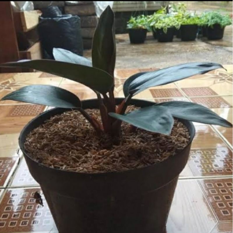Tanaman Hias Philodendron Red Congo - Congo rojo compacta