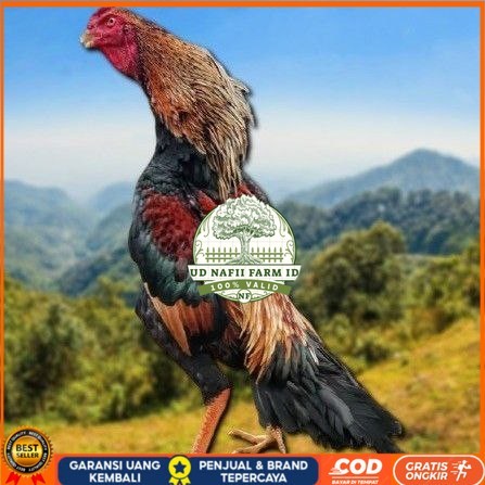 

telur tetas ayam shamo japan UD NAFII FARM ID