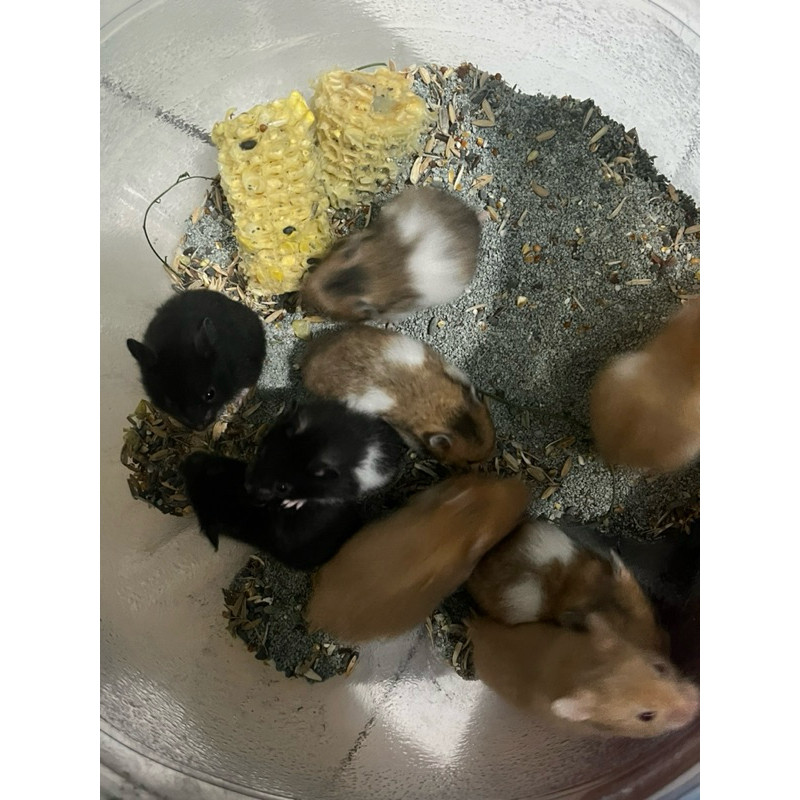 Hamster Syrian Short Hair