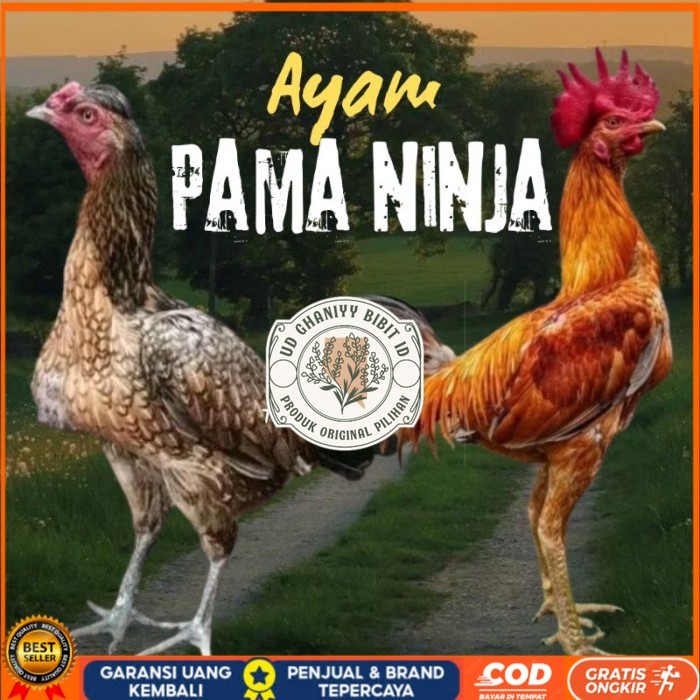 telur ayam Pama ninja original petarung bisa untuk di tetaskan berkualitas ori UD GHANIYY BIBIT ID