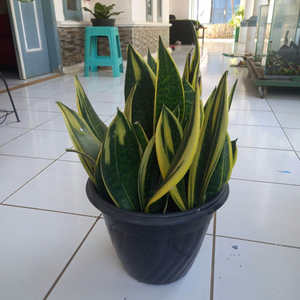 Tanaman Hias Sansevieria Lidah Mertua Gold Flame