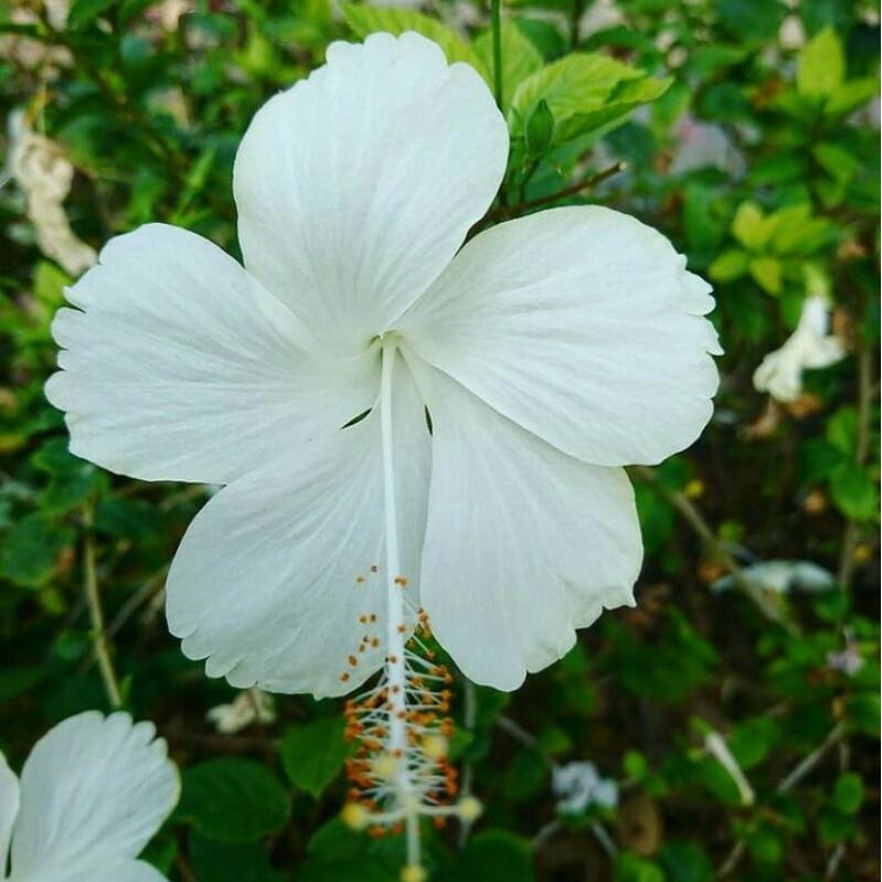 Bibit tanaman kembang sepatu bunga putih - Pohon kembang sepatu putih