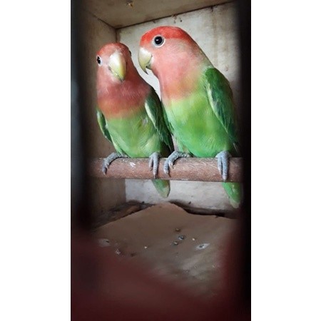 burung lovebird Nk ovalin sepasang