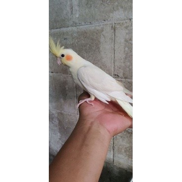 burung parkit australi lutino (jinak mandiri)