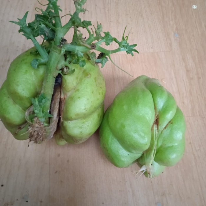 

Benih Labu Siam Perbutir 500 g Terbaru