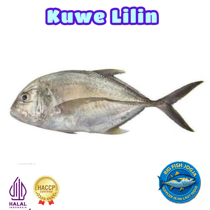 

Ikan Kuwe 1 kg / Ikan Kuwe 500 gram / Ikan Utuh Fresh & Frozen