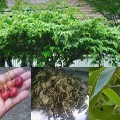

Simplisia Daun Kersen Kering (1kg) / Teh Herbal Daun Talok Kering