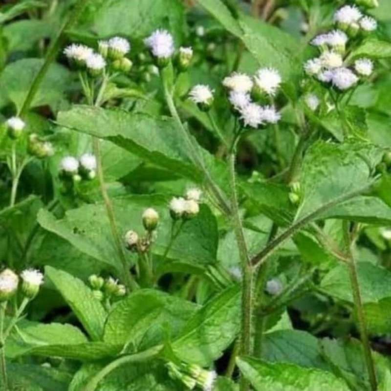 

Daun Bandotan 1kg Tanaman Herbal Alami fres