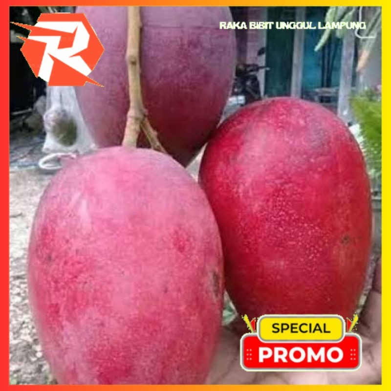 BIBIT MANGGA MIYAZAKI (VALID ORIGINAL)