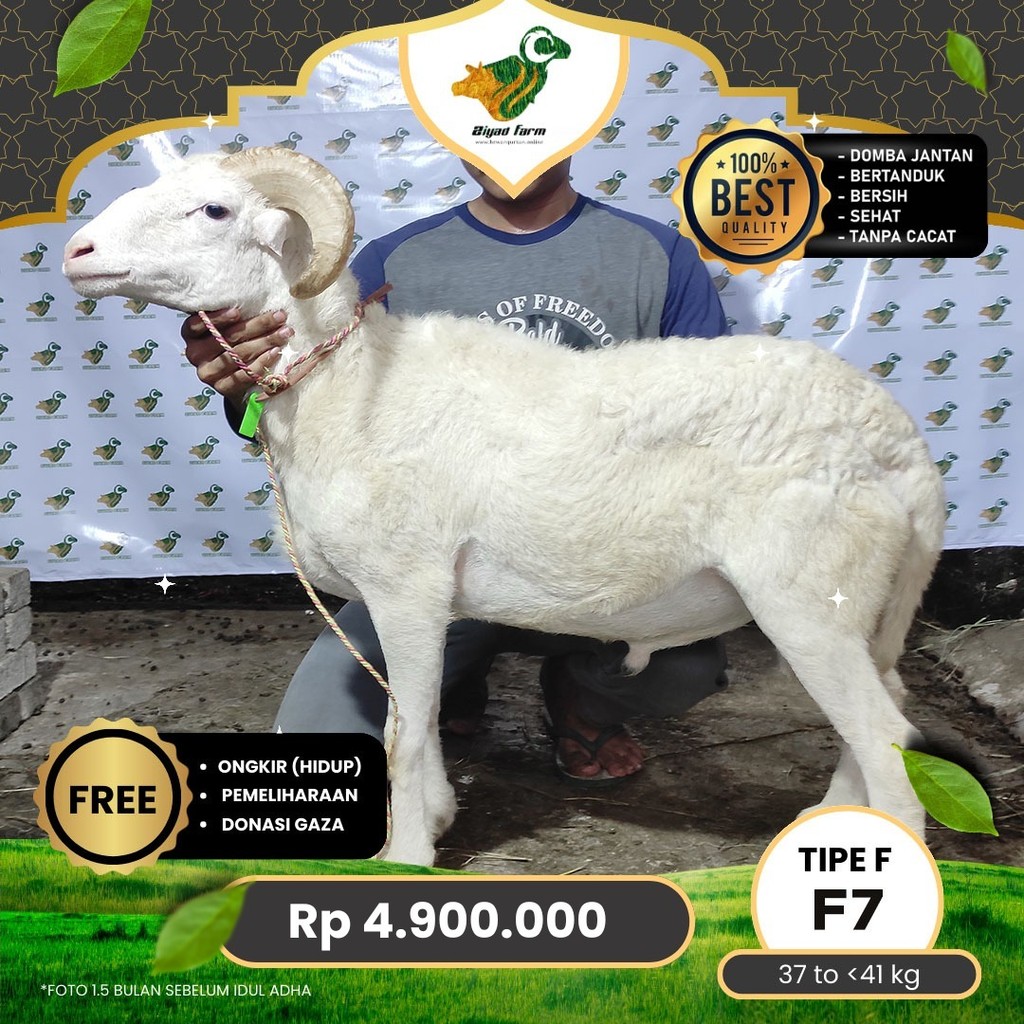 

Domba Qurban Tipe F 7, berat 37 sd 41 Kg