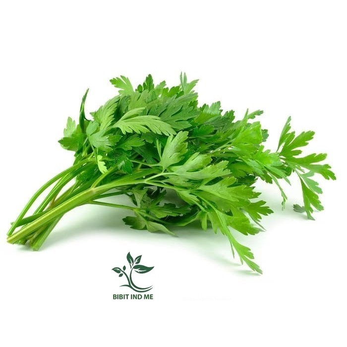 BENIH SELEDRI SUMMER bibit tanaman sledri biji sayur seledri celery - 200 biji