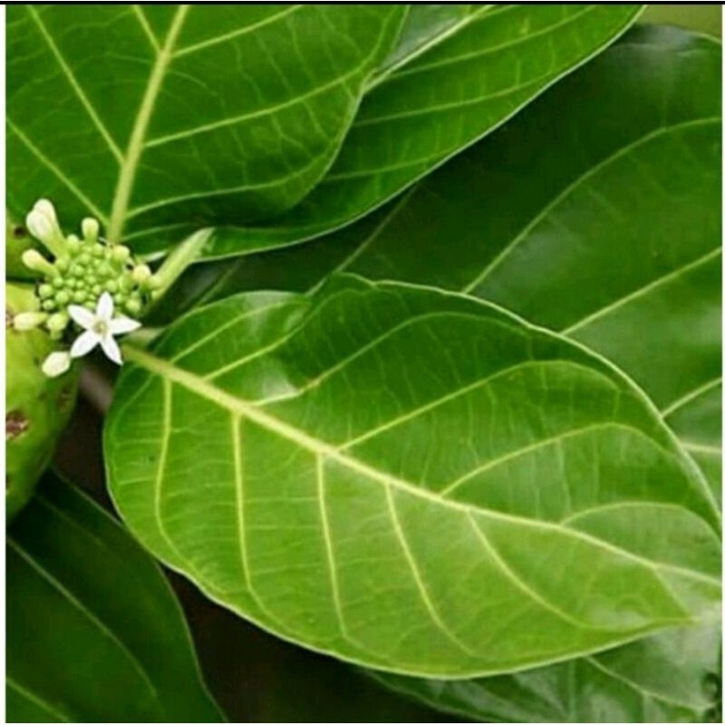

SAHABATANI Daun Mengkudu/ pace harga per 250 gram