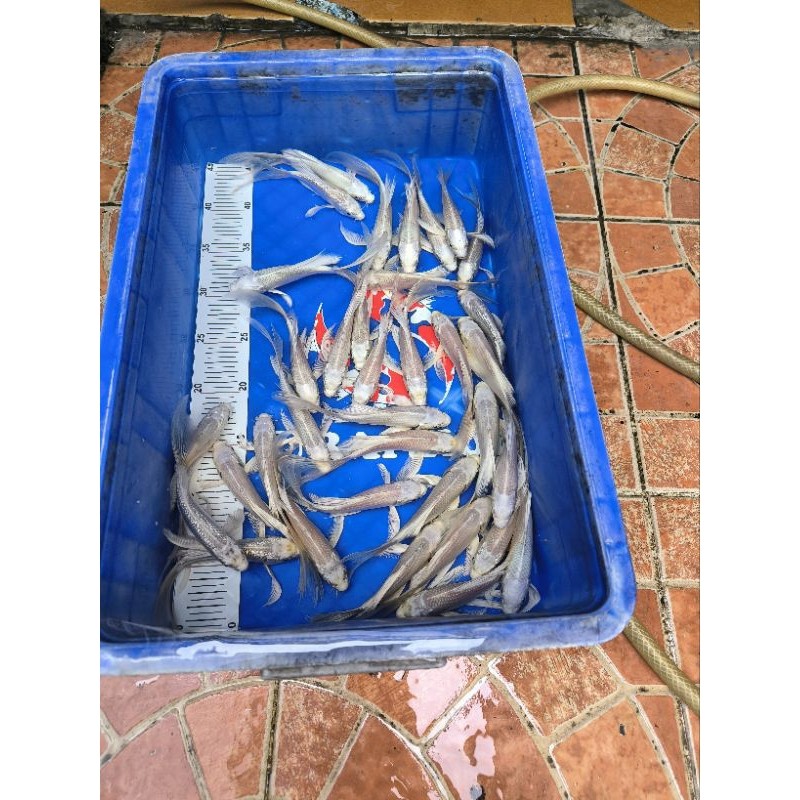 Ikan Koi Slayer / Kumpay