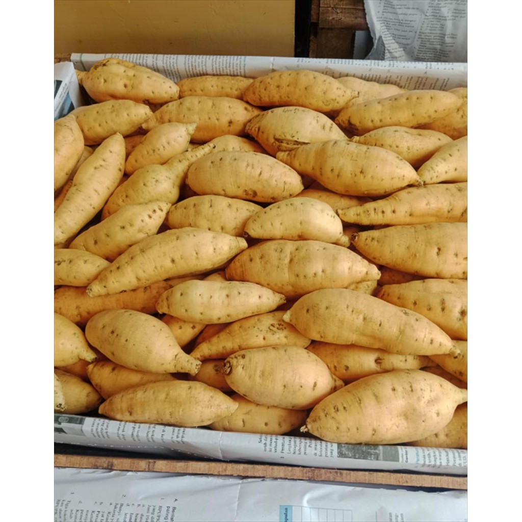 

UBI CILEMBU FRESH HARIAN 500 GR