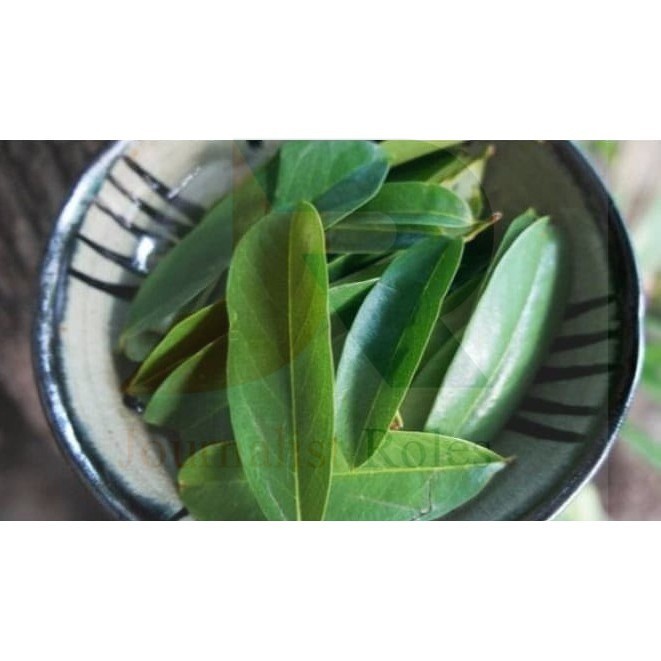 

Daun Sirsak Segar - Non Pestisida / Soursop Leaf