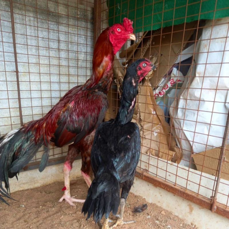 

JUAL TELUR AYAM BANGKOK SAMO PERBUTIR