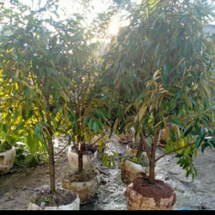 Bibit Durian Bawor 2 Meter Siap Berbuah/ Batang Besar