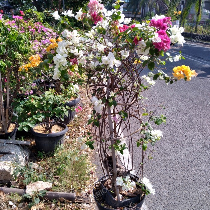 tanaman bugenfil 3 warna