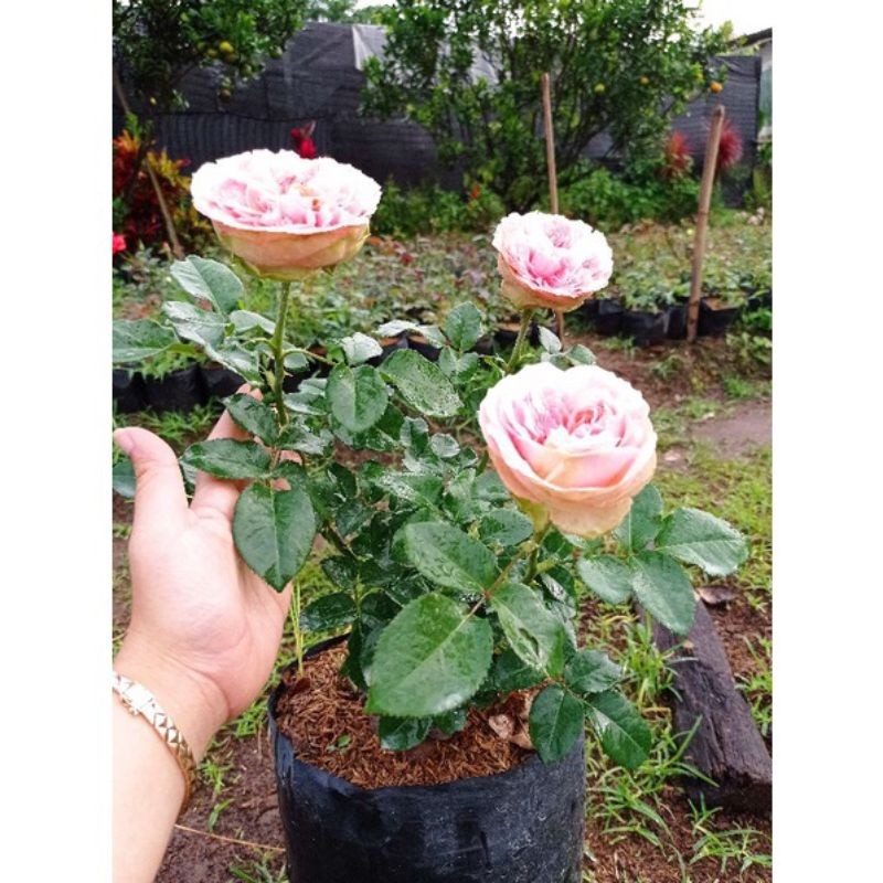Tanaman Hias Mawar Hidup Import  charming piano - Bunga besar Pohon Bibit Bunga Mawar wangi