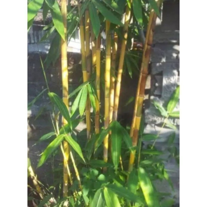 stek tanaman bambu kuning bisa tanam di pot / kebun taman