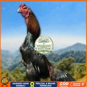 

telur tetas ayam shamo hitam merah UD NAFII FARM ID