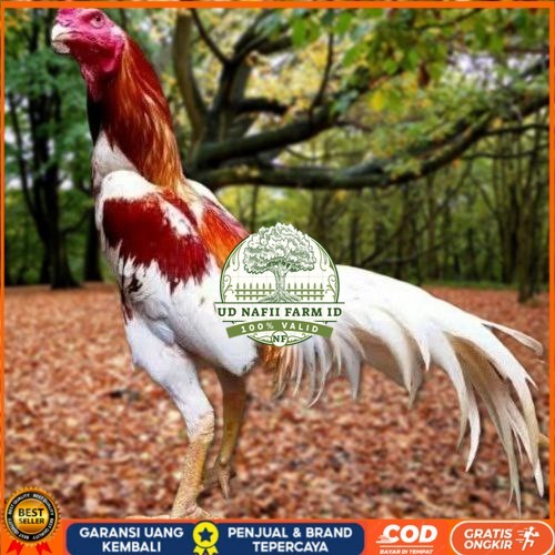 

Telur Ayam Pakhoy Bangkok Vertil Siap Di Tetaskan Jaminan Super Oiginal Bergaransi UD NAFII FARM ID