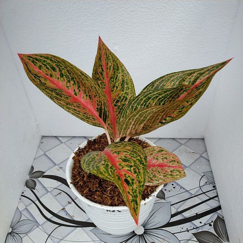 Aglonema legacy merah