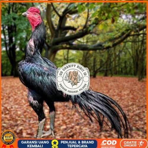 

Telur Ayam Pakhoy Super Vertil Siap Di Tetaskan Jaminan Super Oiginal Bergaransi super UD GHANIYY BIBIT ID
