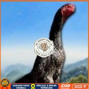 

telur ayam shamo super original UD GHANIYY BIBIT ID