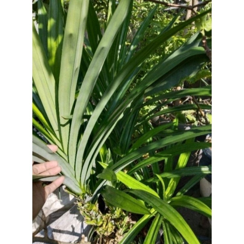 

jual daun pandan fresh daun pandan segar
