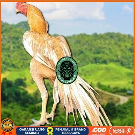 

telur ayam ekor lidi original bisa untuk di tetaskan super UD_SUPER_UNGGUL_ID