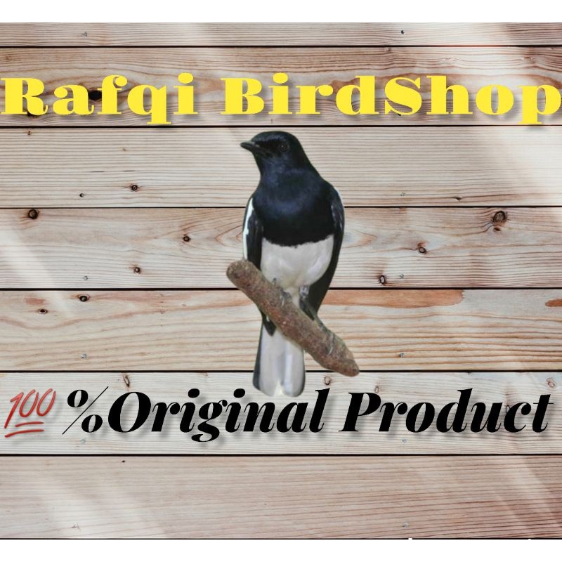 KACER JAWA BARAT BAHAN RAWATAN MULUS ( JANTAN )