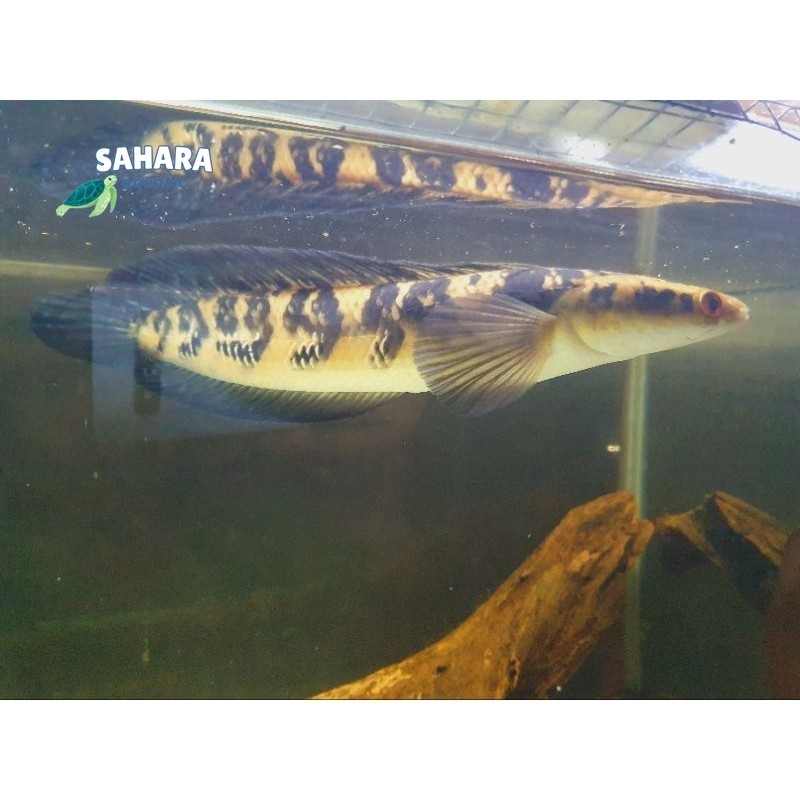 Aksesoris Aquarium (YS Maru 14-17 cm) bergaransi