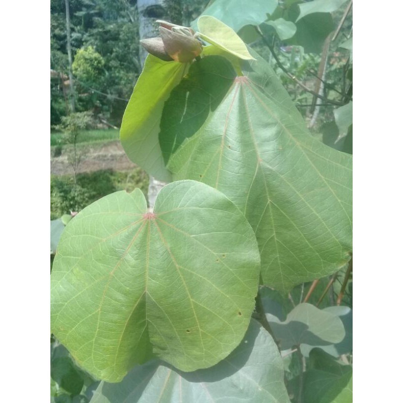 

Cod promo Daun waru fres segar per 1kg '