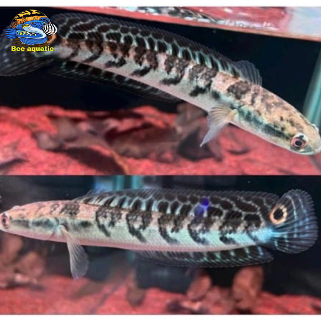 MARU SENTARUM YS batik spek kontes 10-30cm ( BISA COD + BONUS STIKER )