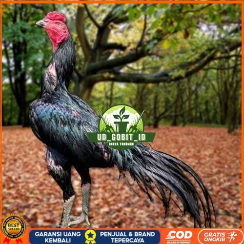 

Telur Ayam Pakhoy Super Vertil Siap Di Tetaskan Jaminan Super Oiginal Bergaransi super UD_GOBIT_ID