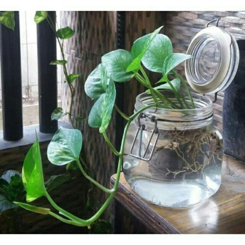 Tanaman air epipremnum aureum marble gold - epipremnum aureum - sirih gading - goldenphotos FA
