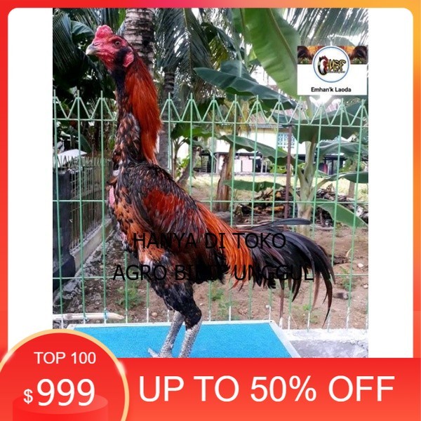 

telur tetas ayam khoyngon original berkualitas agro.bibit.unggul