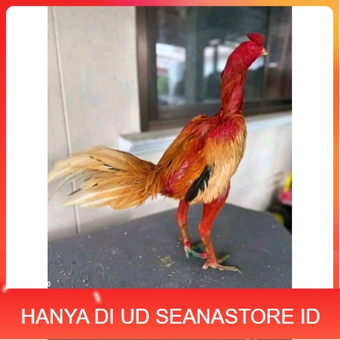 

TELUR FERTIL PLUCKER ORIGINAL original berkualitas UD SEANASTORE ID