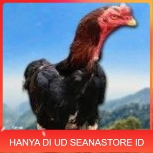 

telur tetas ayam shamo siap di tetaskan vertil super garansi UD SEANASTORE ID