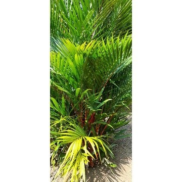 Palem Merah Pinang Merah Tinggi 2 -3 Meter  Purworejo Beli Sekarang Gratis Polybag