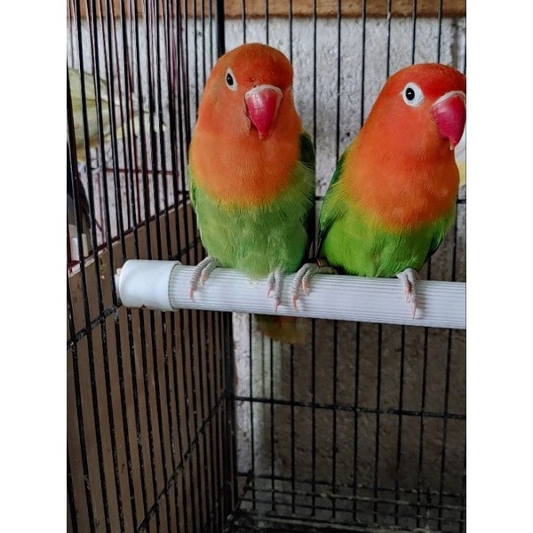 burung lovebird biola green 3-4 bulan ( satuan )