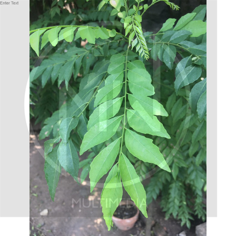 

Daun Kari Koja Segar