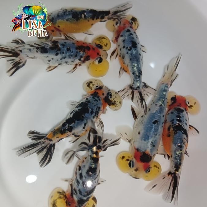 ikan mas koki mata balon / bubble eye / ikan hias - M 6-8 cm